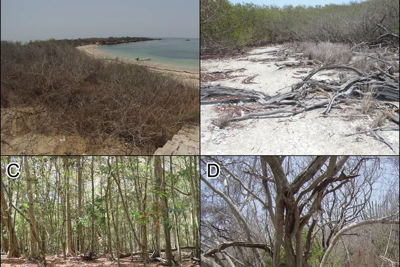 Vegetacion de isla Maria Cleofas: matorral, manglar y selva subcaducifolia