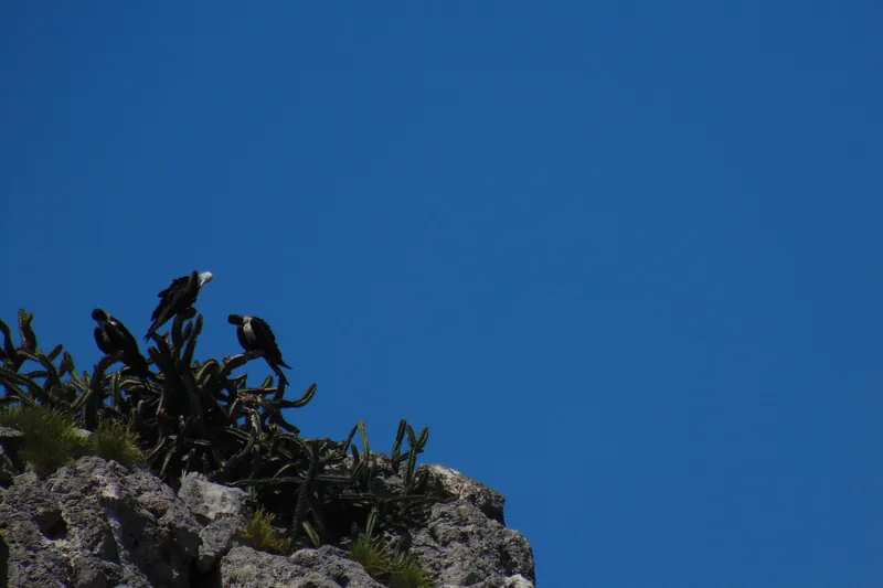 Aves anidando en el parque nacional