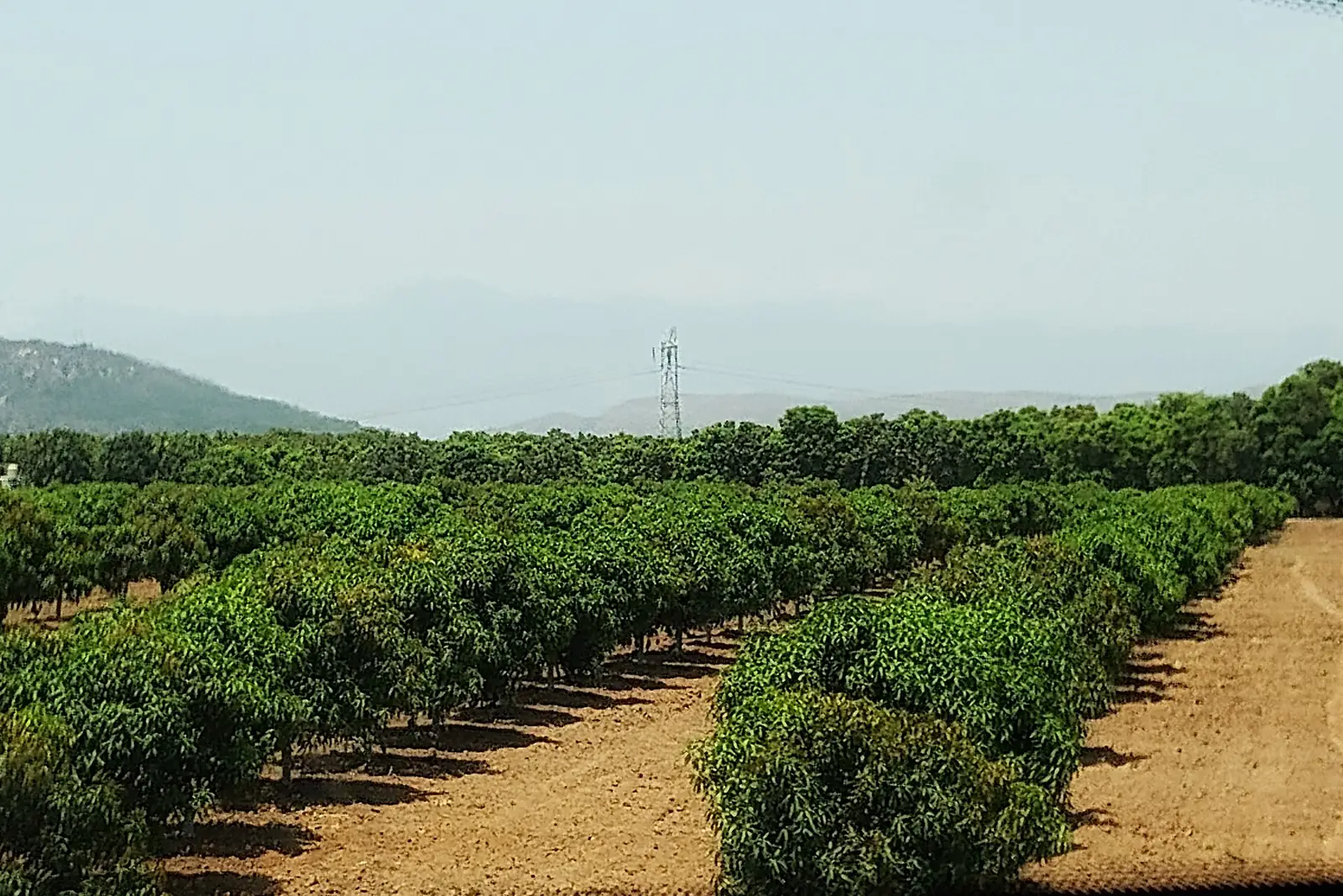 Campos de cultivo en el municipio de Tuxpan